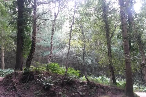 Woodland