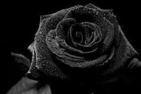 &quot;BLACK ROSE&quot;