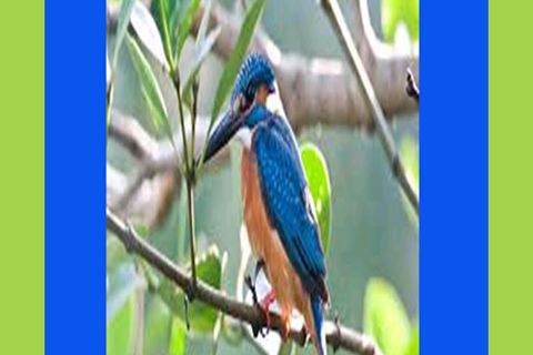 My Blue Bird...