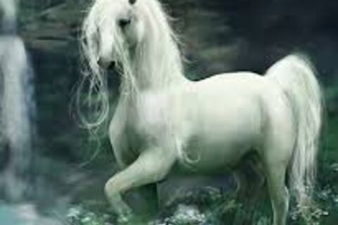 MY FANTASY RIDE