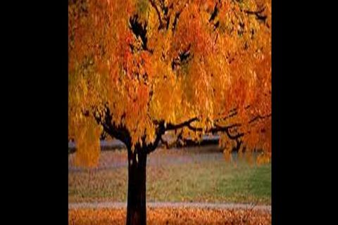 Fallen Leaves