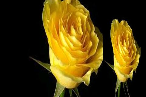 FOUR LINE VERSE:  Roses Blossoms 