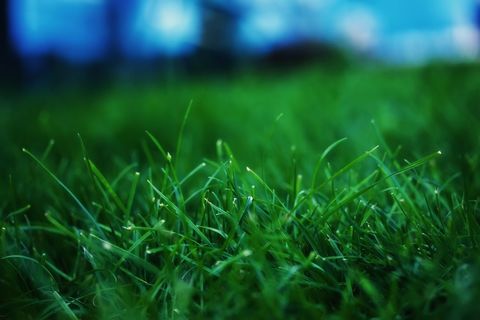 Field of Green