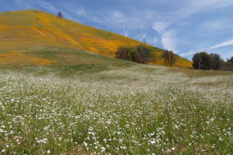 Spring, Spring You Have Just Begun