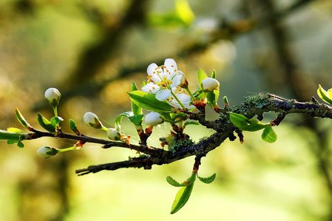 Hello Spring