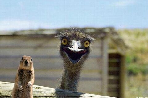 LOVE FROM OSTRICH....X