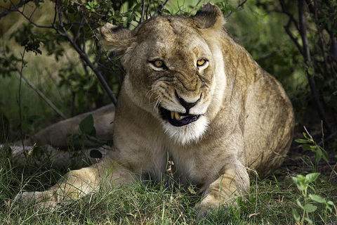 THE LION&#039;S DEN