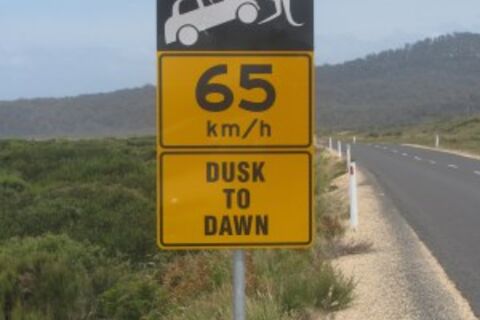 ROO FOR HIRE