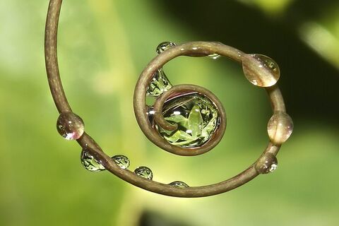 CIRCLE OF LIFE