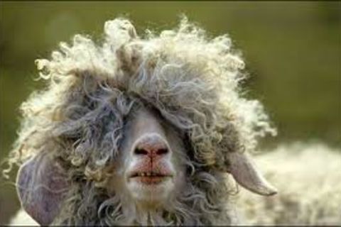 BAA-BAA...NEED,S THE BARBAR!?X