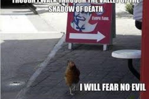 ~The Demise of the OCD Chicken~