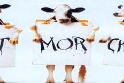 EAT MOR CHIKIN !?X