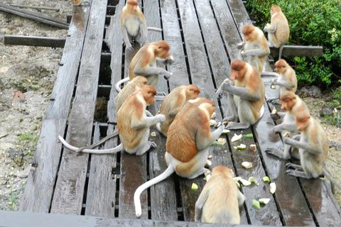 A Four-Line Willy Comedy