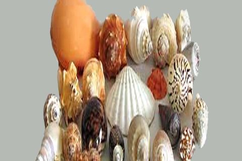 Sea Shells by Williamsji Maveli