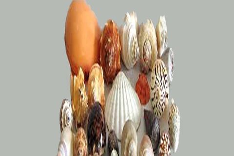 SEA SHELLS : Haiku Poems