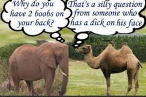 JUNGLE JIBE,S.!?X