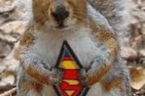 SUPER,,SCOUSE SQUIRREL !?X