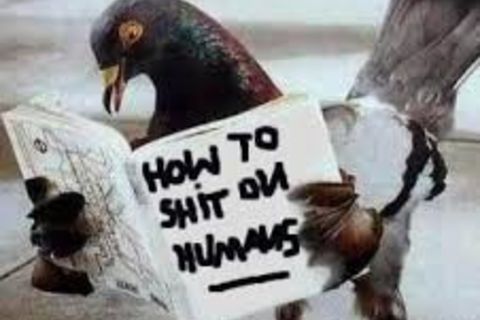 PIGEON BIBLE !?X