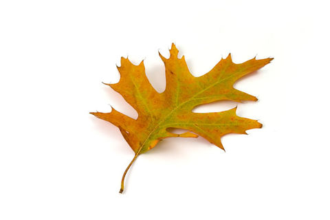 A Leaf in the Wind