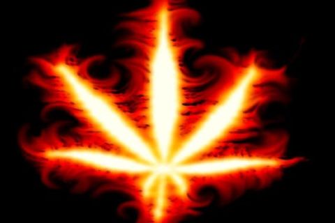 &quot; INHERENT WEED&quot; 
