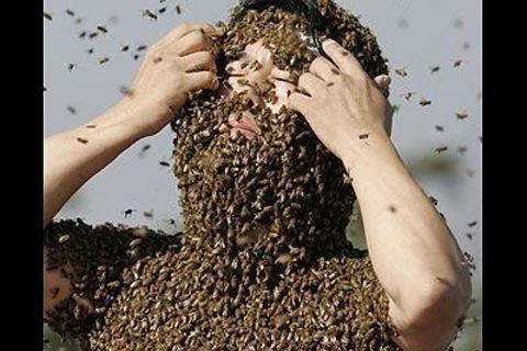 bees inside my mind