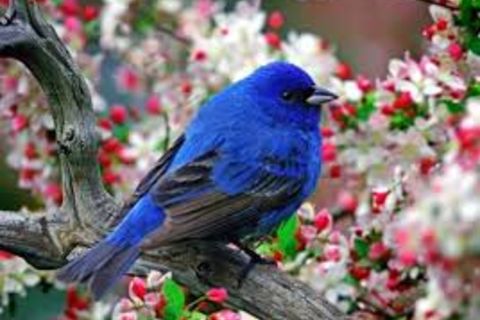 Springtime Birds Springtime Birds