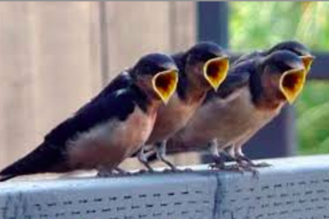 Burping Birds Burping Birds