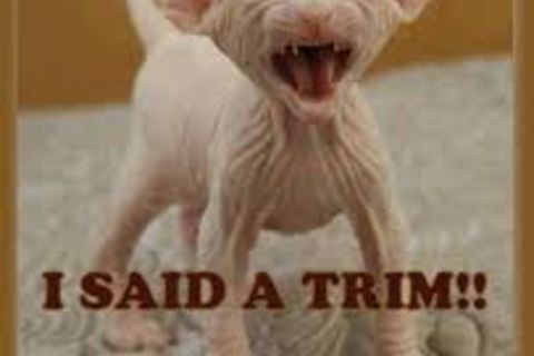  I SAID...&quot; A TRIM !&quot;?X