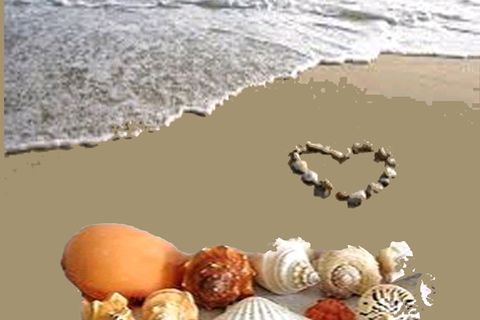 Seashells: Williamsji Maveli&#039;s Haiku Poems