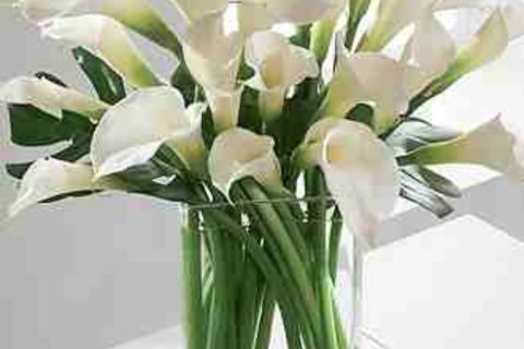 CALLA LILLY (her favorite flower)