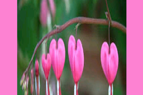 MAY FLOWERS – DAY  2: BY WILLIAMSJI MAVELI