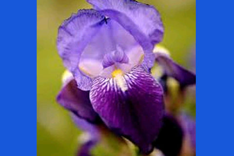MAY FLOWERS: DAY - 3  BY WILLIAMSJI MAVELI