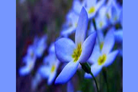 MAY FLOWERS: DAY - 4 BY WILLIAMSJI MAVELI