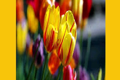  MAY FLOWERS: DAY - 5 BY  WILLIAMSJI MAVELI