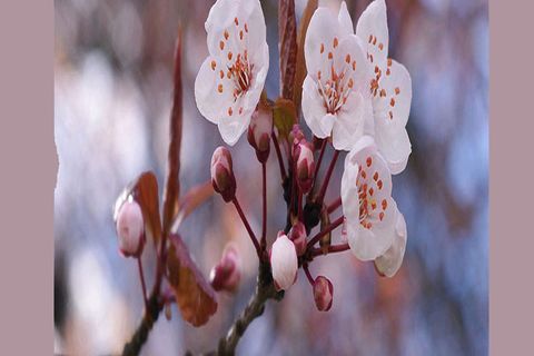 MAY FLOWERS: DAY 6 BY WILLIAMSJI MAVELI