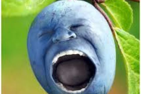 I,M A BLUE-BERRY !?X