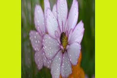 MAY FLOWERS: DAY 10 BY  WILLIAMSJI MAVELI