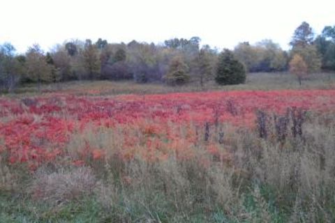 Raggedy Weeds / Not the kind you smoke