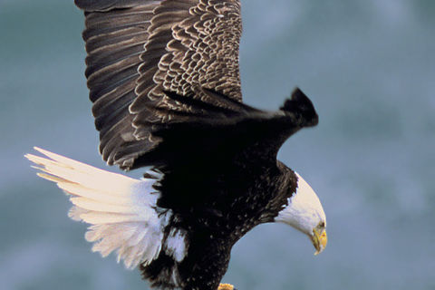 Above the Eagle Flies
