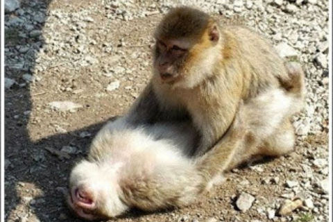 MORE. MONKEY BUSINESS !?X