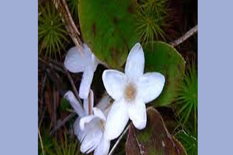 MAY FLOWERS: DAY 13 BY WILLIAMSJI MAVELI