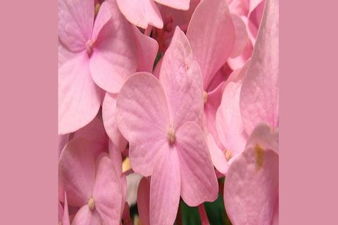 MAY FLOWERS: DAY 16 BY WILLIAMSJI MAVELI
