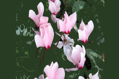 MAY FLOWERS: DAY 20 BY WILLIAMSJI MAVELI