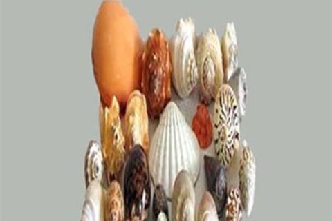 SEA SHELLS : Haiku Poems by Williamsji Maveli