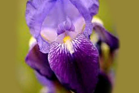 MAY FLOWERS: DAY 21 BY WILLIAMSJI MAVELI