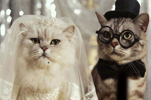 MR &amp; MRS TABBY !?X