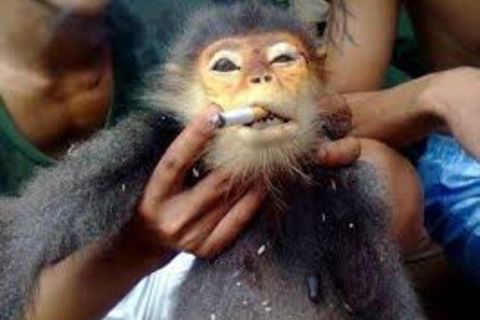 NICOTINE JUNKIE MONKEY !?X