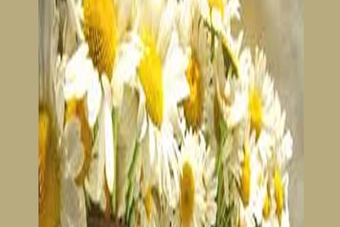 MAY FLOWERS: DAY 24  BY WILLIAMSJI MAVELI