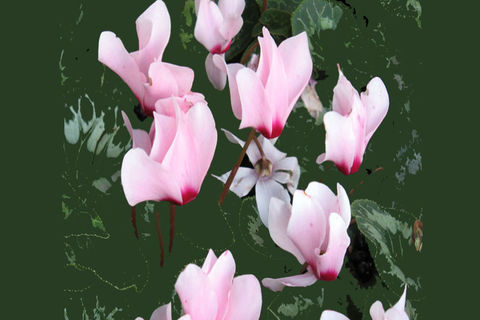 MAY FLOWERS: DAY 25  BY WILLIAMSJI MAVELI