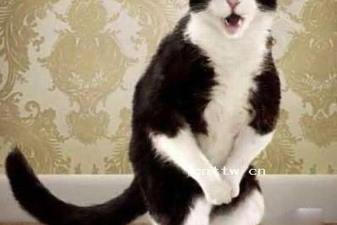 CAT-NIP !?X